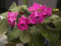 Sinningia 'Isa's Gorgeous' Sinningia 'Isa's Gorgeous'